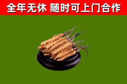 方正烟酒回收冬虫夏草.jpg